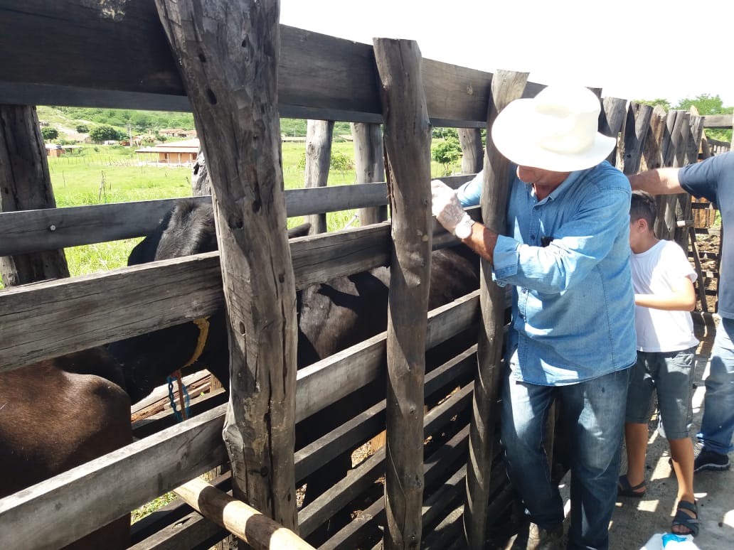 Criadores de Jucás iniciam vacinação do rebanho