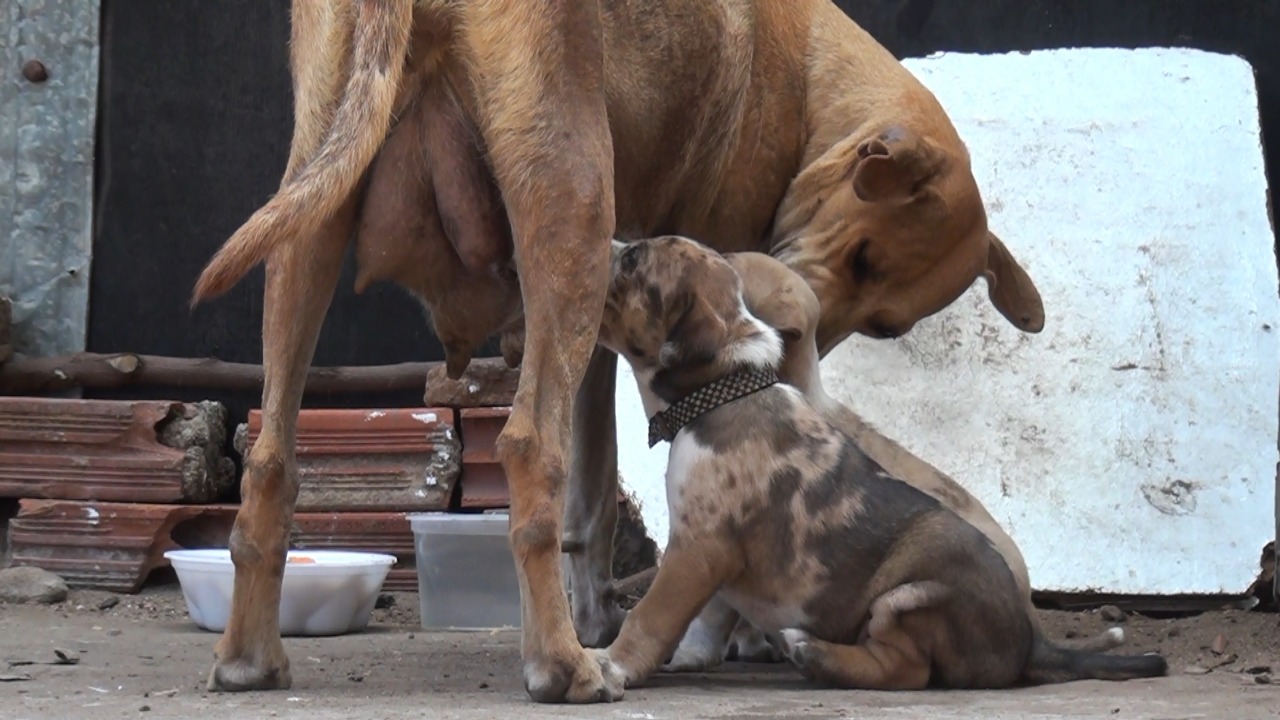 Cresce o número de animais de rua abandonados