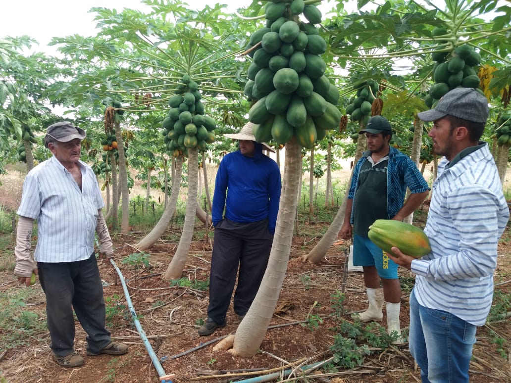Fruticultores de Orós comercializam produção na feira livre de Iguatu