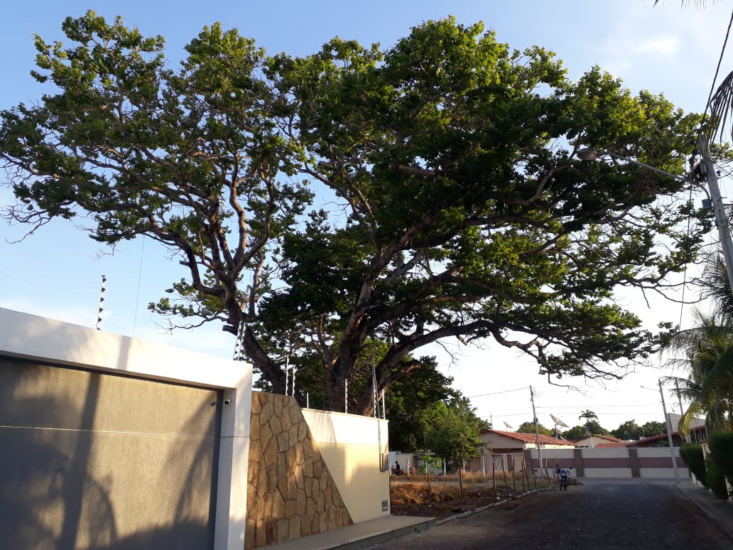 As árvores antigas e suas relações com a vida da cidade