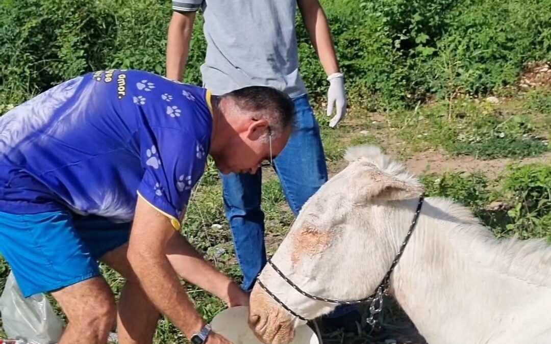 Cavalo abandonado com sinais de maus-tratos é resgatado, levado para Juazeiro, mas morre na viagem