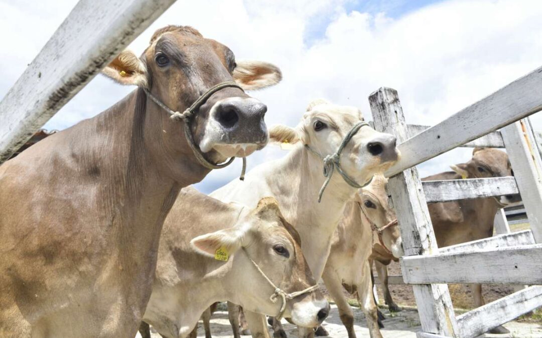 Ceará é confirmado como zona livre de febre aftosa sem vacinação