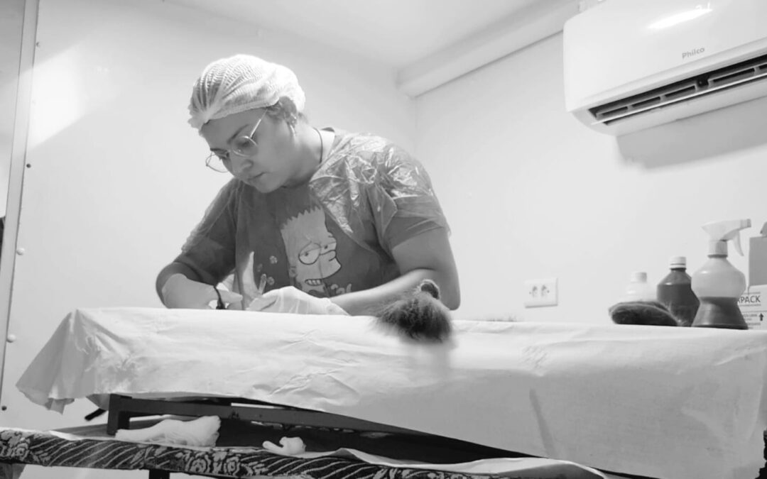 Mutirão de castração tem mais de 200 animais cadastrados