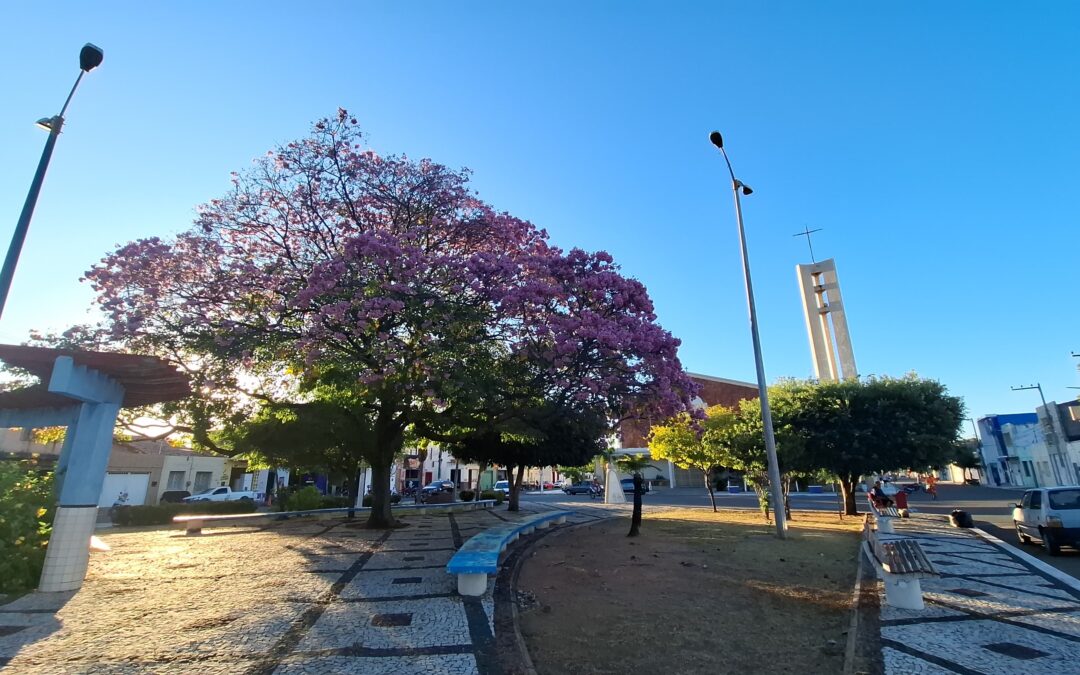 O ipê roxo do Prado: símbolo de resistência e beleza