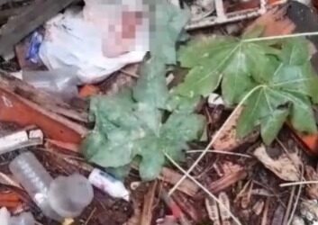 Recém-nascido abandonado no lixo é resgatado e ganha nome de Moisés