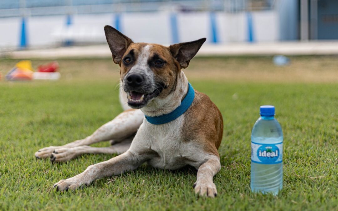 Quem é Zé Roberto? O vira-lata de coleira azul que viralizou na conquista de Campeão do Interior do Azulão