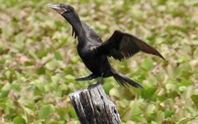 Aves migratórias ‘biguás’ proporcionam beleza no céu de Iguatu