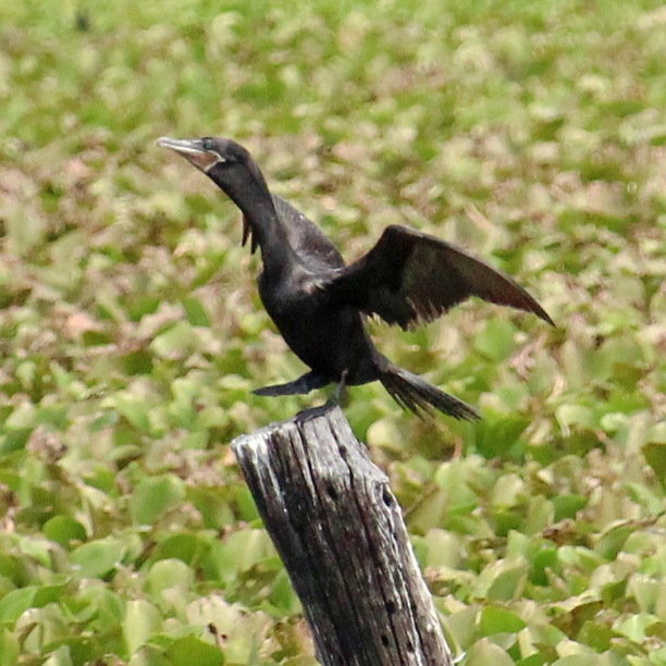 Aves migratórias ‘biguás’ proporcionam beleza no céu de Iguatu