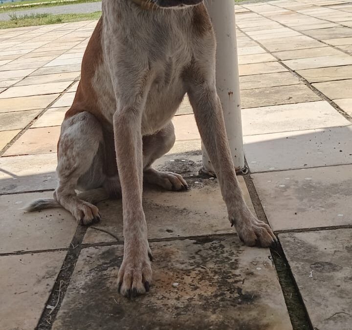 ‘Zé Roberto’, mascote do Azulão, é diagnosticado com calazar