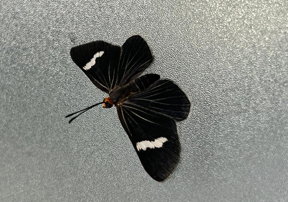 Borboleta rara surge em área urbana e revela biodiversidade ainda presente em Iguatu