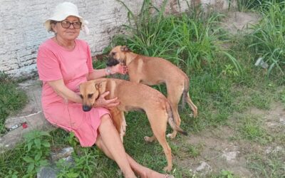 Voluntária vive rotina de alimentar animais na Fransquinha Dantas e Benevenuto Mendonça