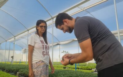 Família inova com produção de mudas de hortaliças em estufa