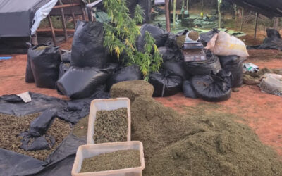 Polícia Civil apreende cinco toneladas de maconha e encontra plantação recorde em Acopiara