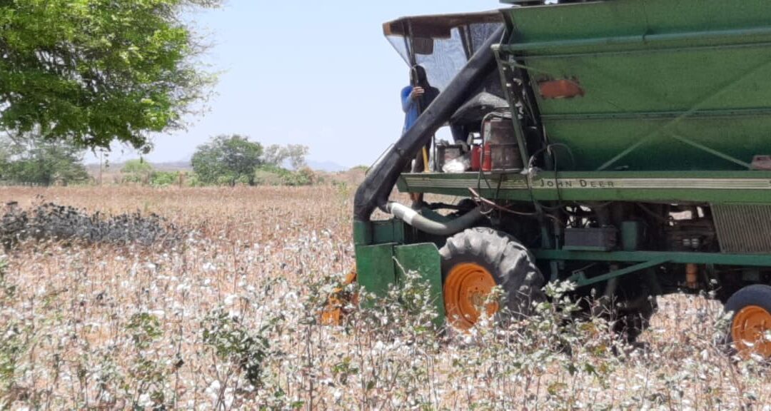 Produção em área cultivada com algodão mais que triplica em Iguatu em um ano