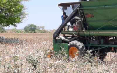 Produção em área cultivada com algodão mais que triplica em Iguatu em um ano