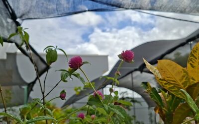 Cuidados com plantas ornamentais devem ser redobrados devido às altas temperaturas